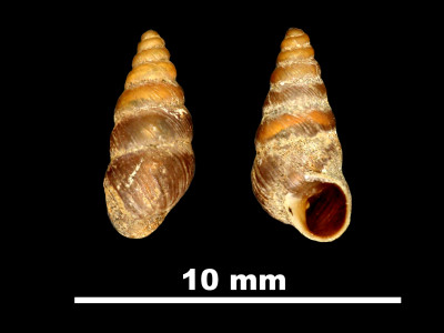 Chondrina_klemmi_89-8616_VD