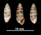 Chondrina kobeltoides