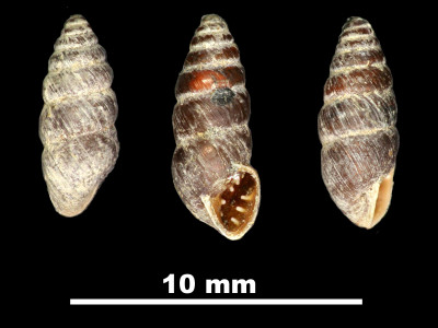 Chondrina_kobeltoides_89-8605_DVP