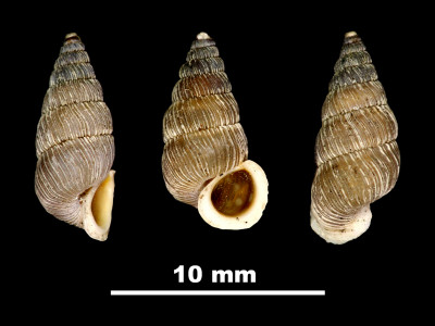 Cochlostoma_bicostulatum_92-0244_DVP