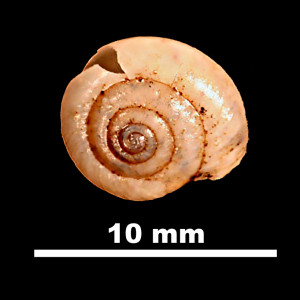 Cryptosaccus_asturiensis_92-0081_D