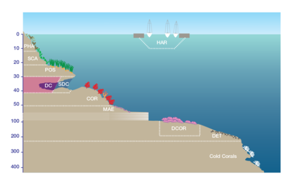 Crassimarginatella crassimarginata