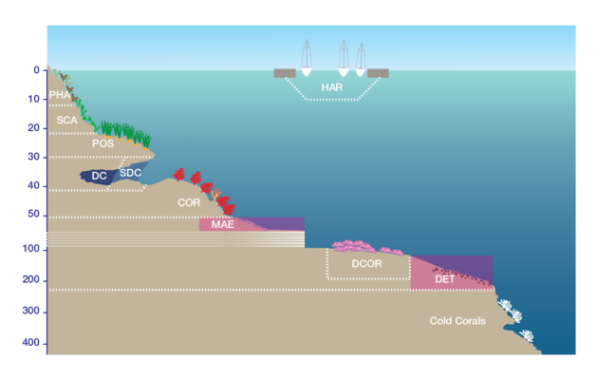 Reteporella mediterranea