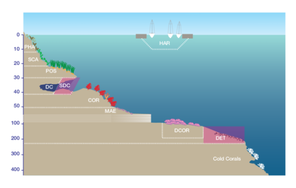 Hincksina flustroides