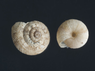 Helicella_(Candidula)_camporroblenis_84-8217_DV
