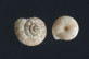 Helicella (Candidula) camporroblensis