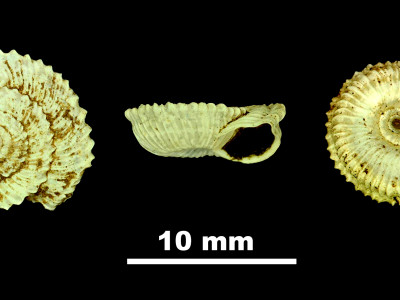 Helicella_(Xeroplexa)_claudinae_84-5506_DVP