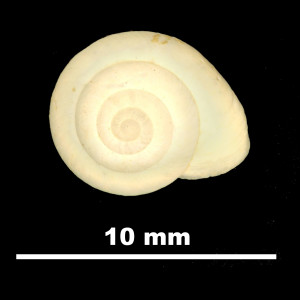 Helicella_(Xeroplexa)_cuerdai_84-5908A_D