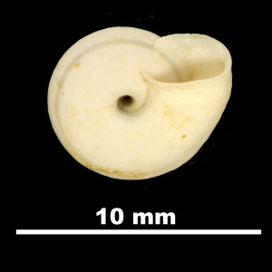 Helicella_(Xeroplexa)_cuerdai_84-5908A_V