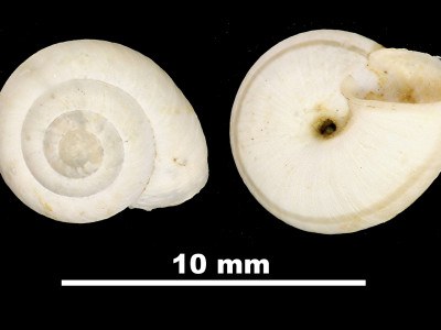 Helicella_(Xeroplexa)_cuerdai_84-5908B_DV
