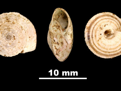 Helicella_(Xeroplexa)_frater_muntaneri_84-5762_DVP