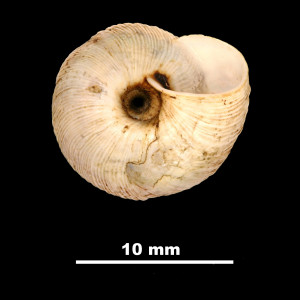 Helicella_(Xeroplexa)_frater_muntaneri_84-5764A_V