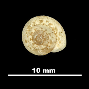 Helicella_(Xeroplexa)_frater_pobrensis_84-5874_D