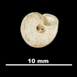 Helicella_(Xeroplexa)_frater_pobrensis_84-5874_V