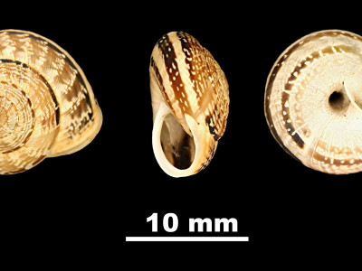 Helicella_(Xeroplexa)_ortizi_84-0939_DVP