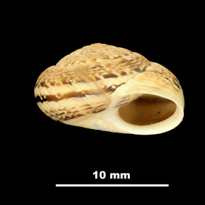 Helicella_(Xeroplexa)_ortizi_84-0944A_P