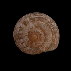 Helicella_(Xerotricha)_mariae_84-8396A_D