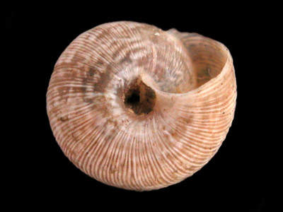 Helicella_(Xerotricha)_mariae_84-8396A_V