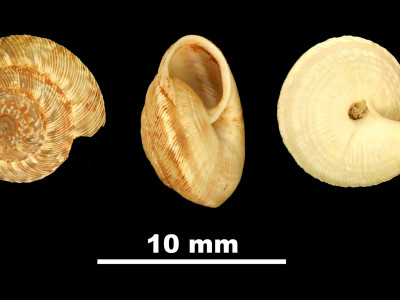 Helicella_frater_ferreri_81-4913_DVP