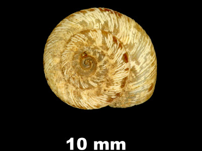 Helicopsis_conspurcata_gradata_81-5077A_D