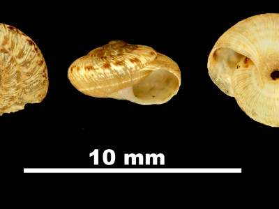 Helicopsis_conspurcata_gradata_81-5077B_DVP