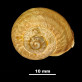 Helix (Archelix?) pythiusensis