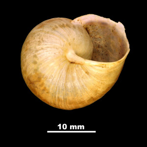 Helix_(Archelix)_pythiusensis_81-6082_V