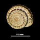 Helix (Candidula) caroli scopulicola