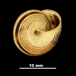 Helix_(Candidula)_caroli_scopulicola_81-5004A_V