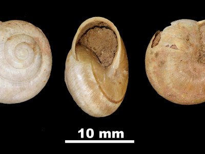 Helix_beckeri_80-6307_DVP