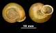 Helix desmoulinsi var. atricha