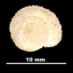 Helix montserratensis var. betulonensis