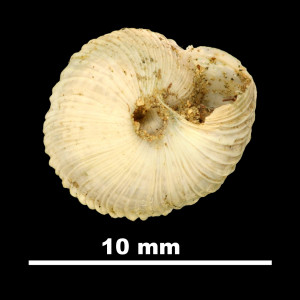 Helix_montserratensis_betulonensis_81-4808_V