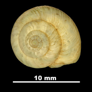 Helix_pallaresica_81-4632_D