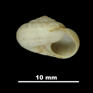 Helix_pallaresica_81-4632_P