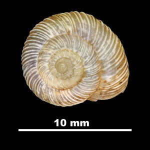 Helix_ripacurcica_79-5967A_D