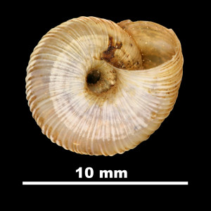 Helix_ripacurcica_79-5967A_V