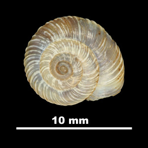 Helix_ripacurcica_79-5967B_D