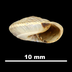 Helix_ripacurcica_79-5967B_P