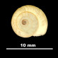 Helix salvanae