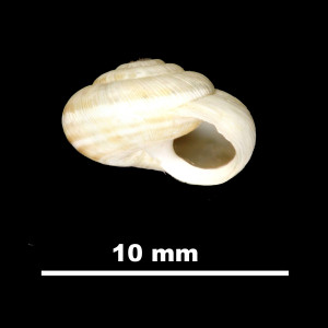 Helix_salvanae_81-4669A_P