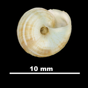 Helix_salvanae_81-4669A_V