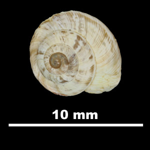 Helix_salvanae_81-4669B_D