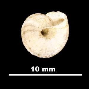 Helix_salvanae_81-4669B_V