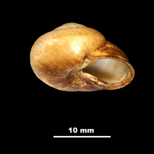 Iberellus_minoricensis_palumbariae_81-6059A_P