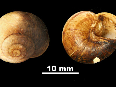 Iberellus_minoricensis_palumbariae_81-6059B_DV