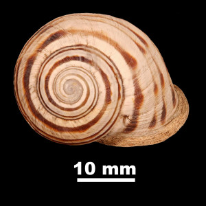 Iberus_gualtieranus_mariae_84-0150_D