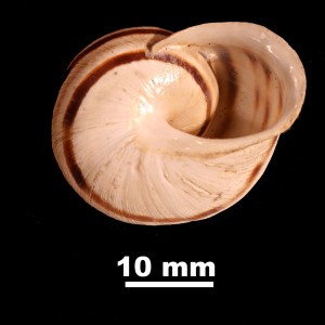 Iberus_gualtieranus_mariae_84-0150_V