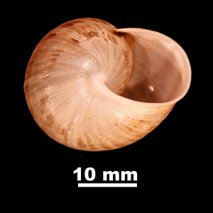 Iberus_gualtieranus_ornatissimus_84-0121_V