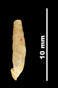 Nenia_subarcuata_89-8524_P